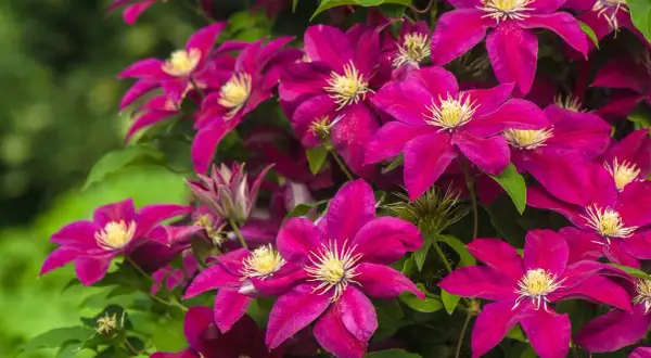 Clematis viola intenso, perfetti fiori da seminare adesso per un giardino colorato.