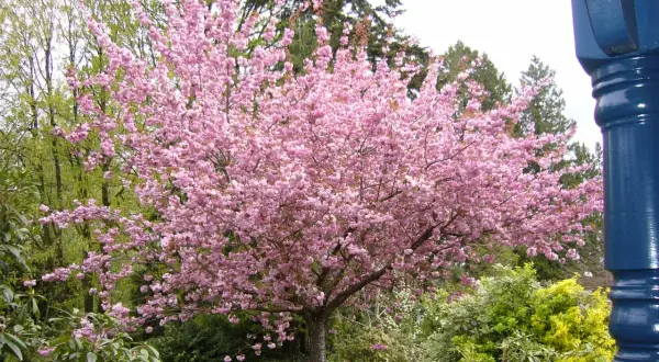 Un albero da fiore rosa acceso domina il giardino, con un elenco di alberi da fiore che sembrano danzare nel vento primaverile.