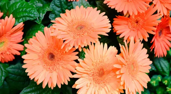 Un gruppo di gerbere arancioni brillanti, con i loro petali sottili e il centro dettagliato, spicca tra le foglie verdi scuro. Diversi tipi di fiori simili creano un vibrante arazzo naturale.
