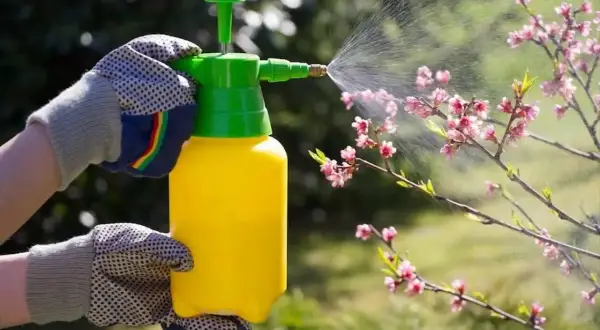 Mani guantate spruzzano un diserbante naturale fatto in casa, dimostrando che il diserbante aceto e sale funziona per prendersi cura del giardino.
