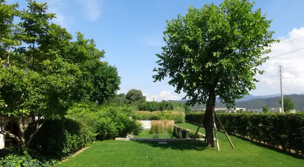 Un giardino curato con prato verde, siepi e alberi ornamentali da giardino che creano un'oasi di pace.