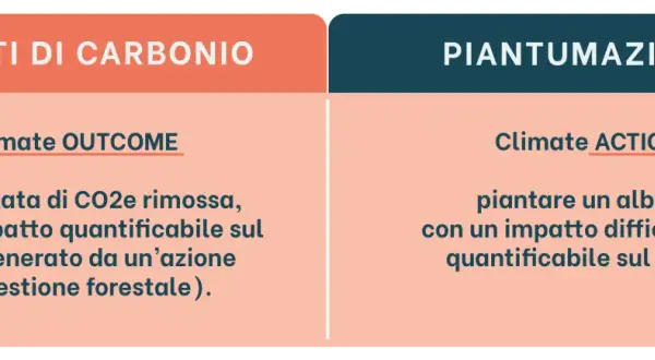 Crediti di carbonio: 1 tonnellata di CO2e rimossa, impatto quantificabile. Piantumazione: albero, impatto difficilmente quantificabile.
