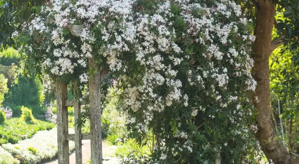 Gelsomino in fiore su un pergolato di legno. Il momento ideale per piantare gelsomino è la primavera, per godere della sua fragranza estiva.