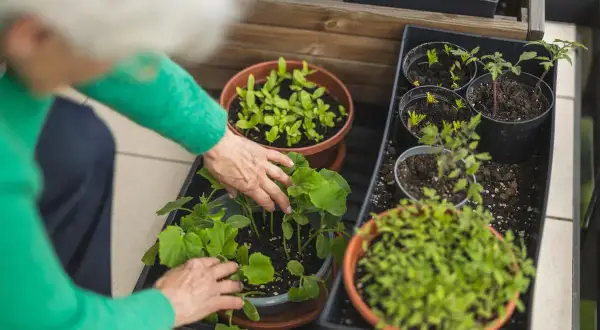 Mani anziane curano piantine verdi, pronte per essere trapiantate. Un'ottima idea su cosa piantare a maggio per un balcone rigoglioso.