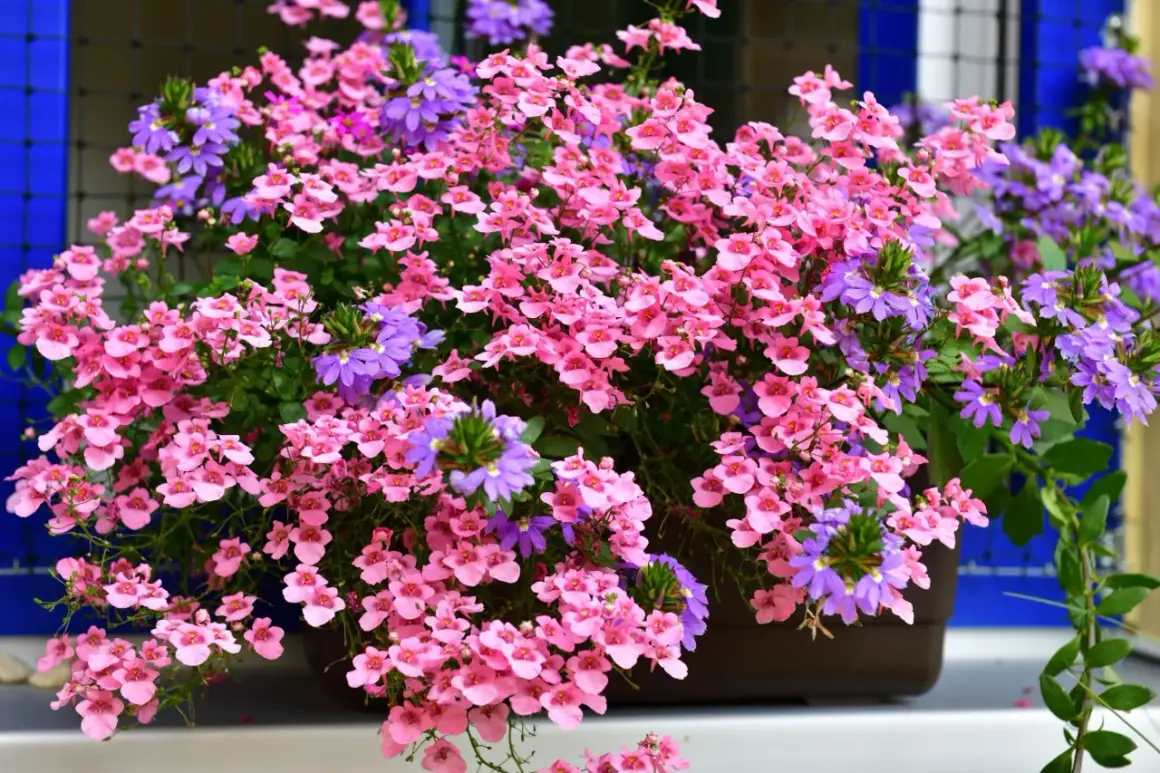 Fiori da balcone pieno sole a cascata, un tripudio di rosa e viola che scende rigoglioso, perfetto per rallegrare ogni angolo.