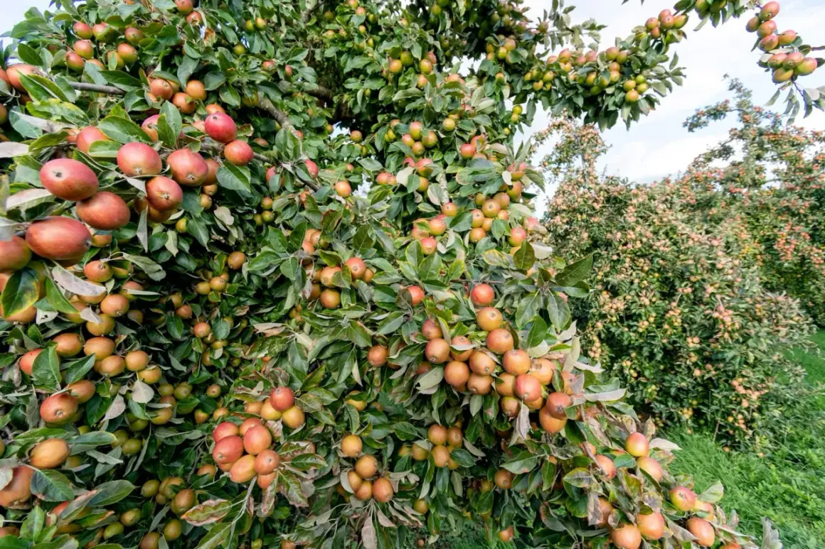 Alberi da frutto carichi di mele, alcuni rami mostrano segni di malattie del tronco degli alberi da frutto, con foglie ingiallite e frutti danneggiati.