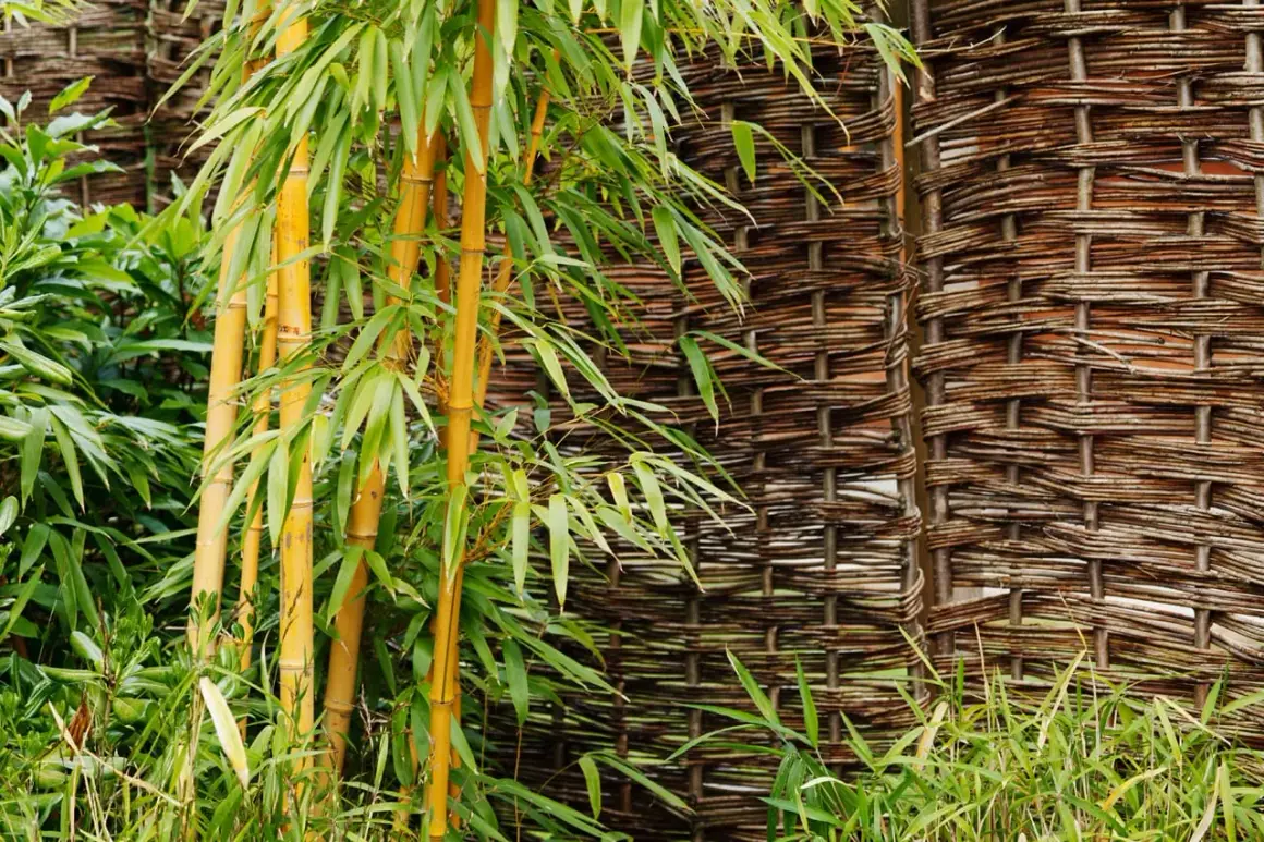 Fusti di bambù dorato e foglie verdi contrastano con una recinzione intrecciata. Un'idea per eliminare il bambù con il sale.