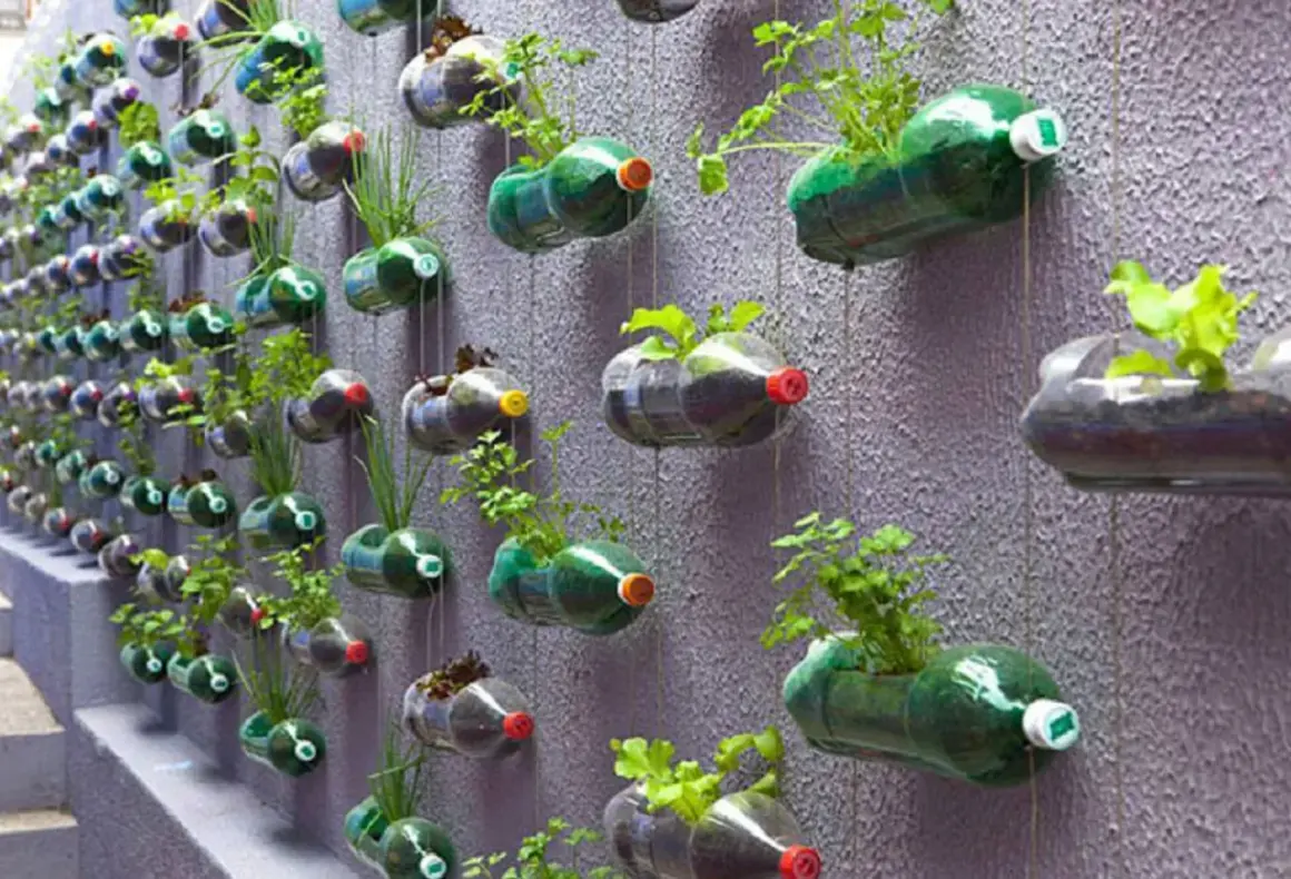 Un muro verde creato con il riciclo di bottiglie di plastica, che ospitano piccole piante e erbe aromatiche.