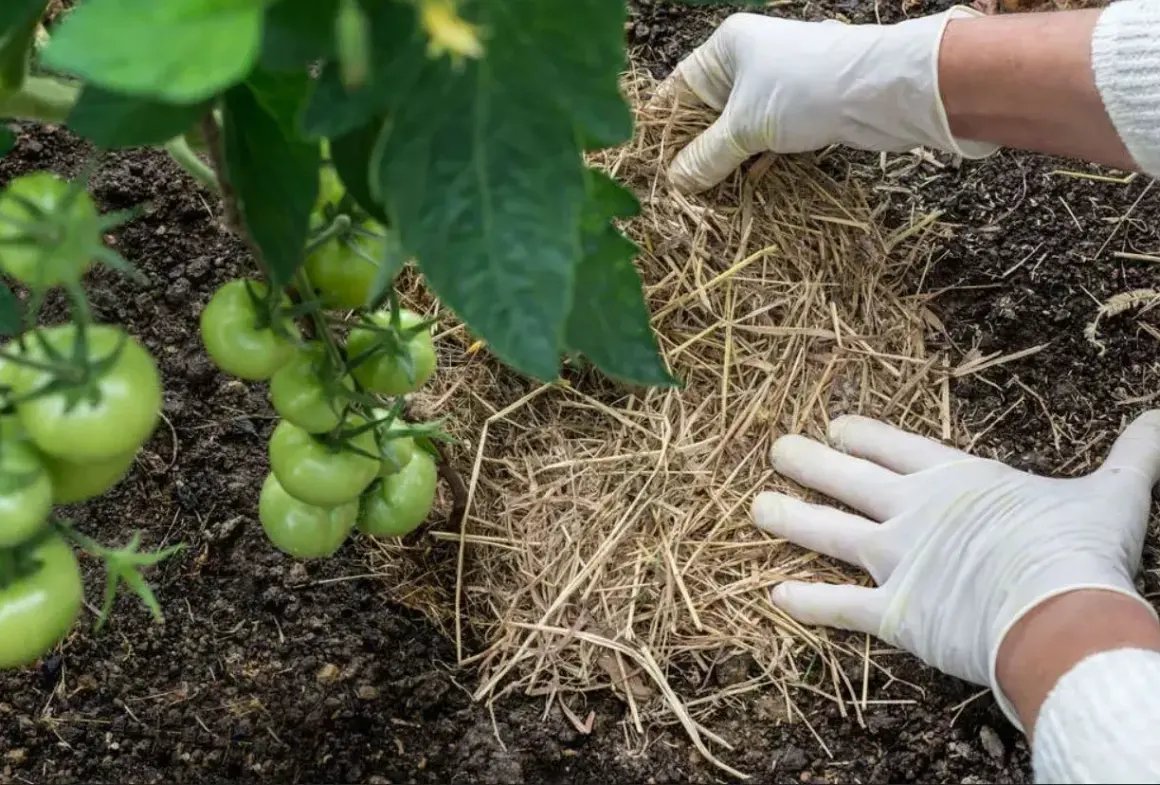 Mani guantate aggiungono paglia attorno a una pianta di pomodoro. La pacciamatura con paglia pro e contro: mantiene l'umidità e controlla le erbacce.