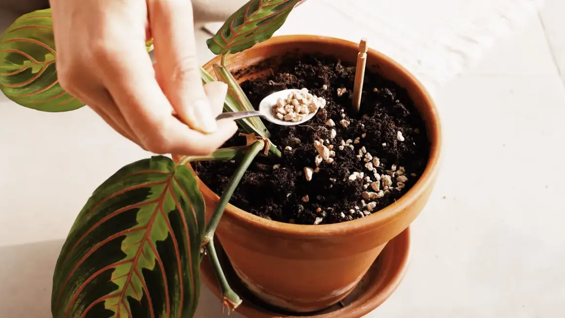 Mano aggiunge perlite al terriccio di una pianta, forse per prevenire i moscerini delle piante.