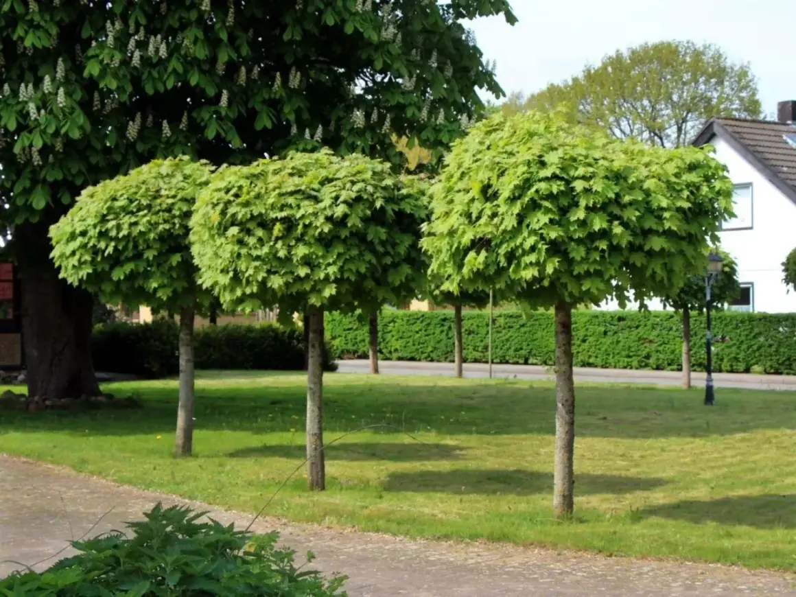 Tre alberi con chioma sferica e folta, uno più grande con fiori bianchi sullo sfondo. Diversi tipi di alberi in un parco curato.