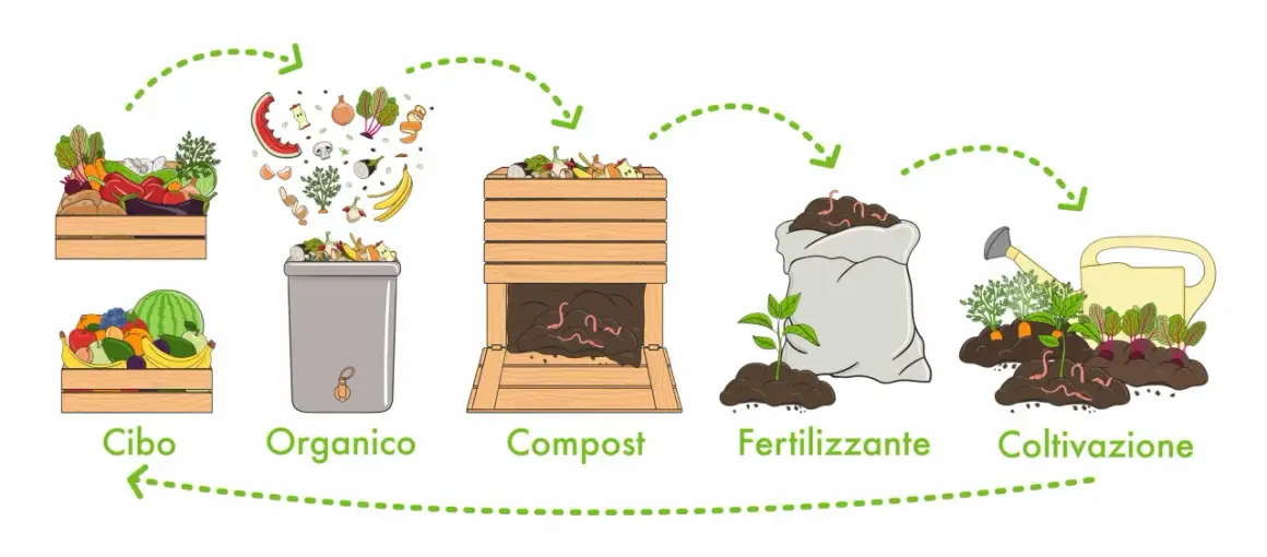 Il ciclo: cibo, organico, compost, fertilizzante, coltivazione. Trasformazione rifiuti organici in fertilizzanti per nutrire nuove piante.