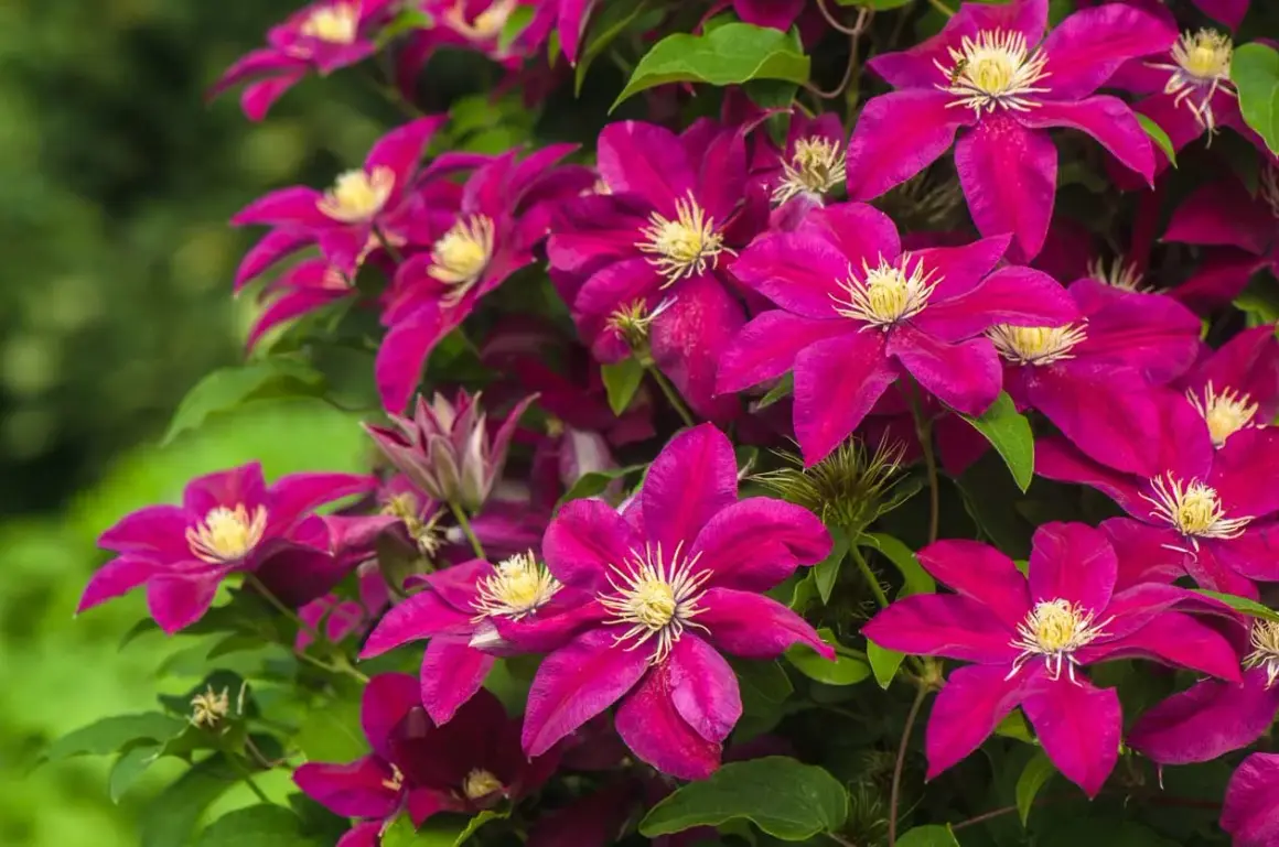 Clematis viola intenso, perfetti fiori da seminare adesso per un giardino colorato.