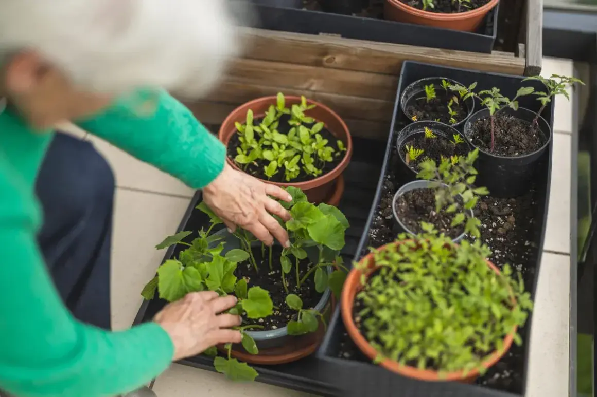 Mani anziane curano piantine verdi, pronte per essere trapiantate. Un'ottima idea su cosa piantare a maggio per un balcone rigoglioso.