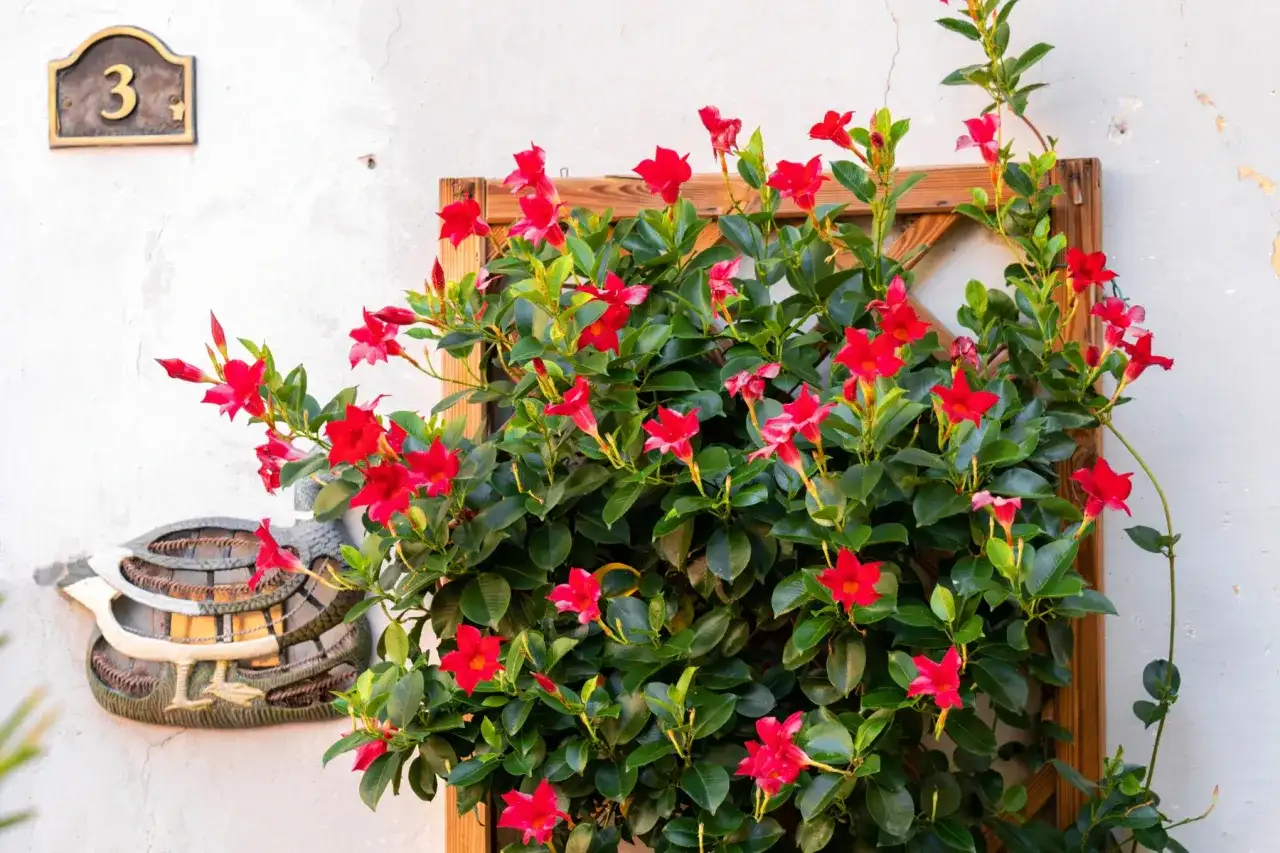 Piante ricadenti perenni da balcone - La guida definitiva