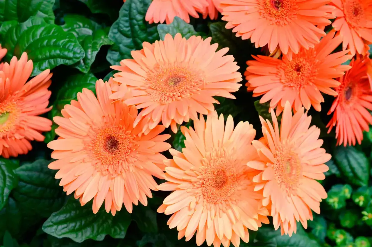 Tipi di fiori per sole, ombra e fioriture durature
