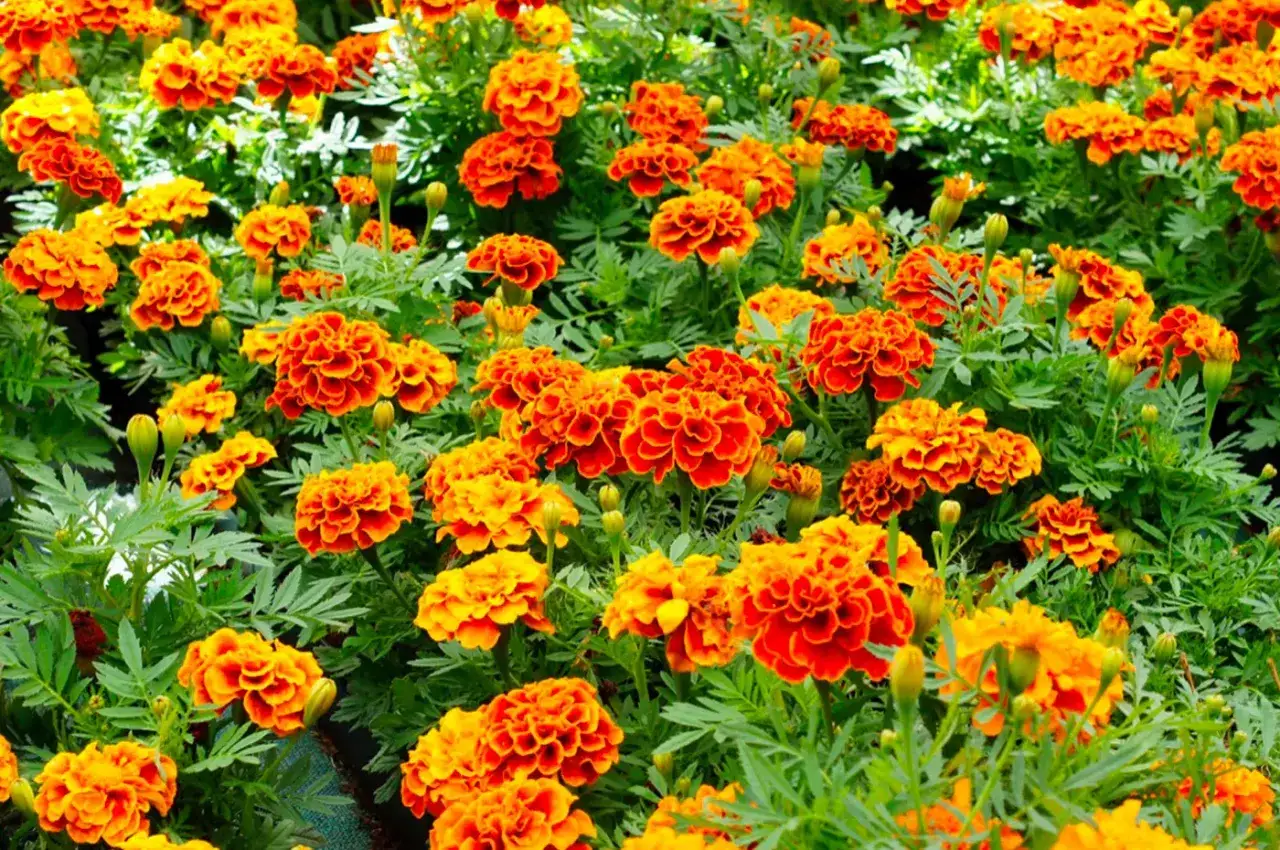 Un campo rigoglioso di calendule, perfetti fiori da seminare adesso per un'esplosione di arancione e giallo.