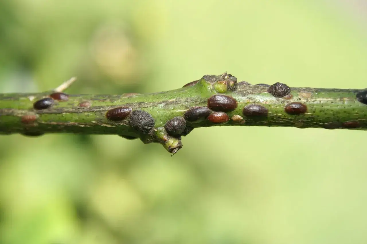 Rami verdi infestati da moscerini delle piante, insetti scuri e ovali che si attaccano alla corteccia.