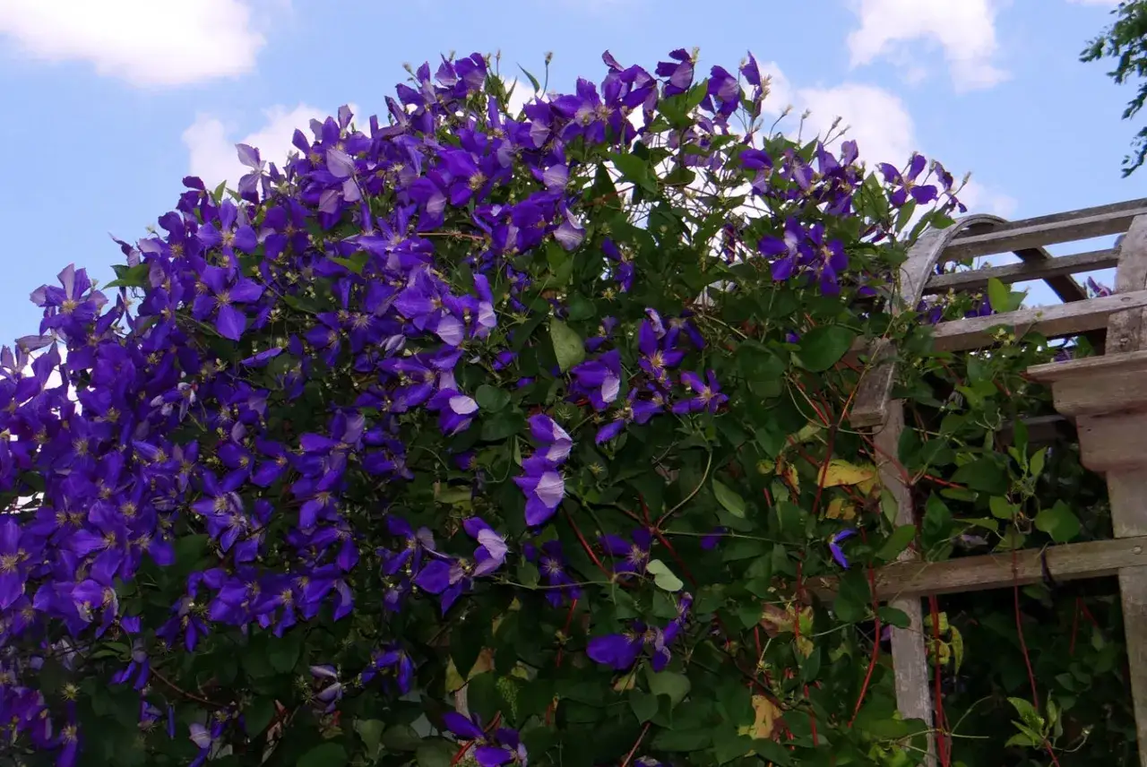 Un tripudio di fiori viola su un pergolato di legno. Queste piante rampicanti sempreverdi resistenti al freddo e al caldo creano un'esplosione di colore sotto un cielo azzurro con nuvole bianche.
