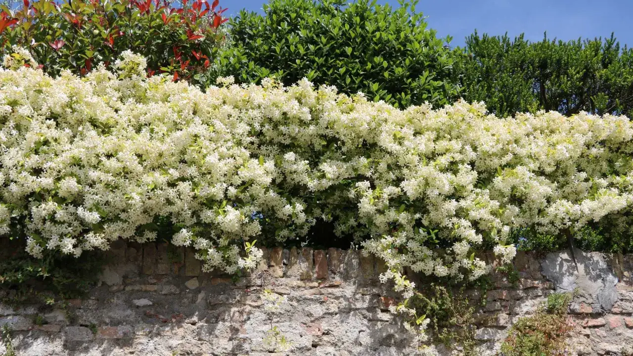 Un rigoglioso gelsomino in fiore ricopre un muro di mattoni. Ideale per chi si chiede quando piantare gelsomino per una fioritura cos&igrave; spettacolare.