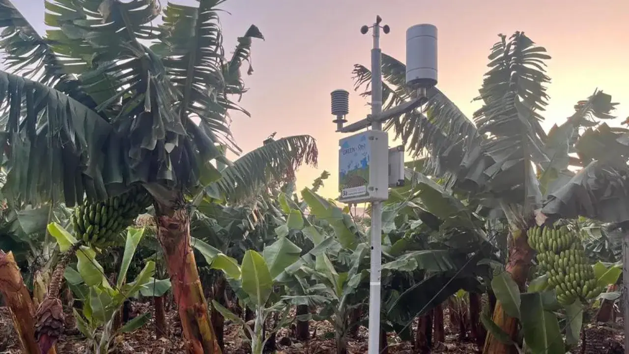 Stazione meteo in una piantagione di banane, simbolo di agricoltura sostenibile significato: monitoraggio per raccolti efficienti e rispettosi dell'ambiente.