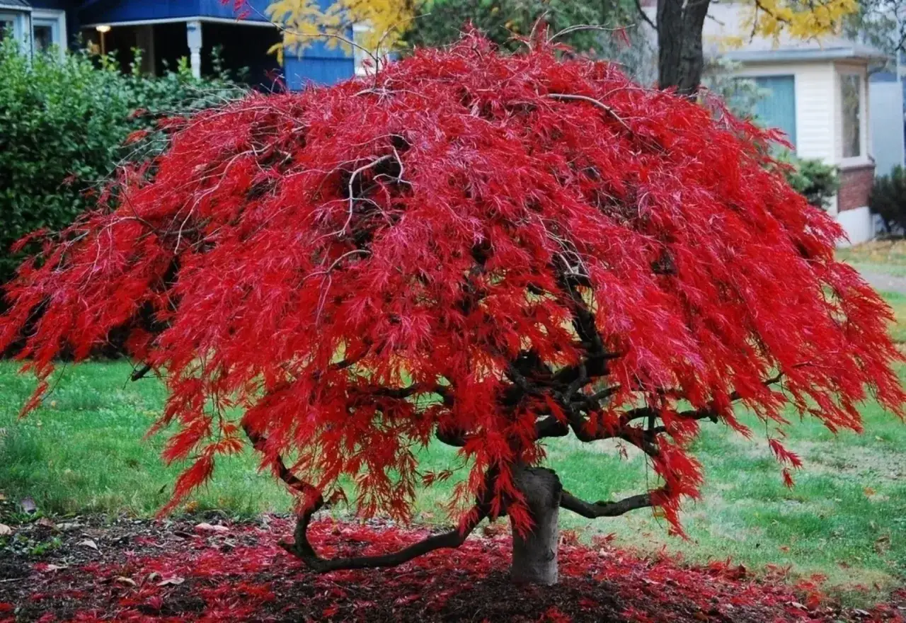 Un magnifico acero giapponese, uno degli alberi ornamentali da giardino più affascinanti, sfoggia un manto di foglie rosso fuoco in autunno.