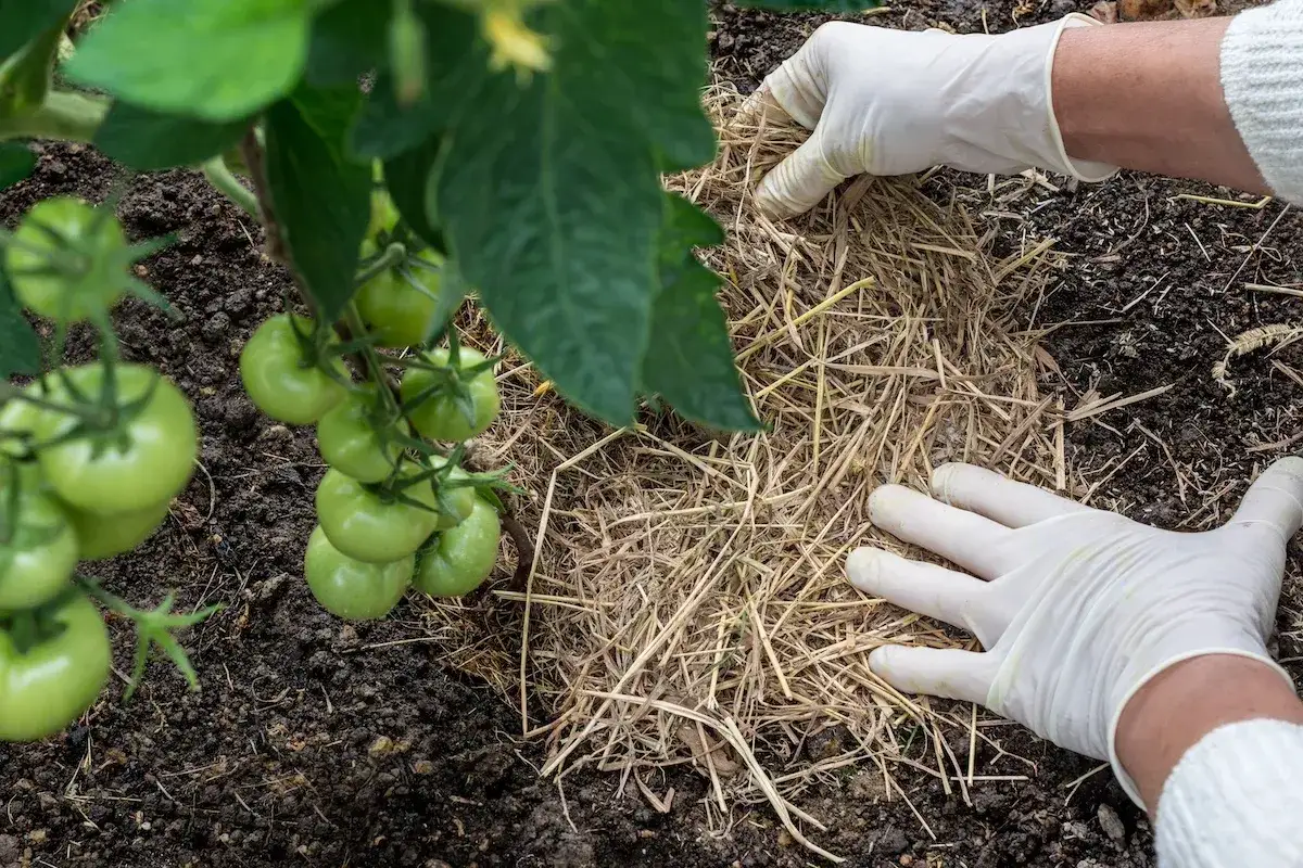 Mani guantate sistemano la pacciamatura con paglia attorno a una pianta di pomodori. Valutare la pacciamatura con paglia pro e contro.