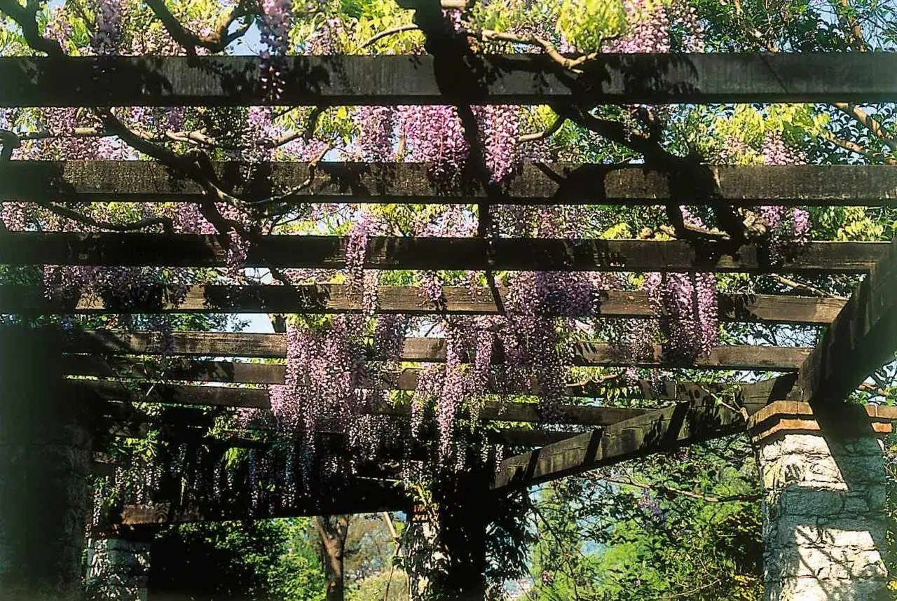 Glicini viola pendono da una pergola in legno, creando splendidi sistemi per ombreggiare naturali.