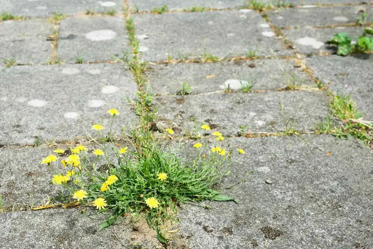 Fiori gialli crescono tra le fughe di un selciato. Un diserbante aceto e sale funziona per eliminare le erbacce ostinate.