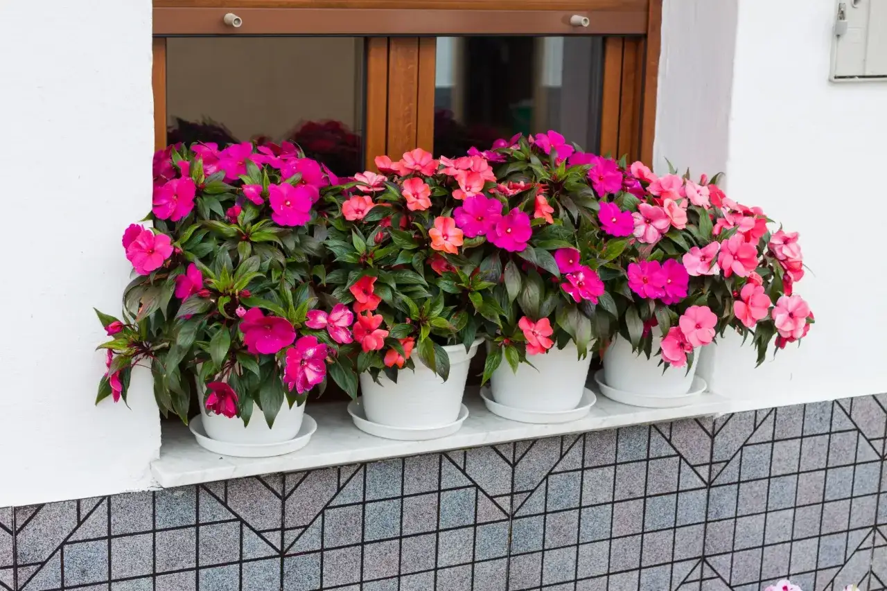 Fiori da balcone pieno sole a cascata, con petali rosa acceso e corallo, creano un tripudio di colore su un davanzale bianco.