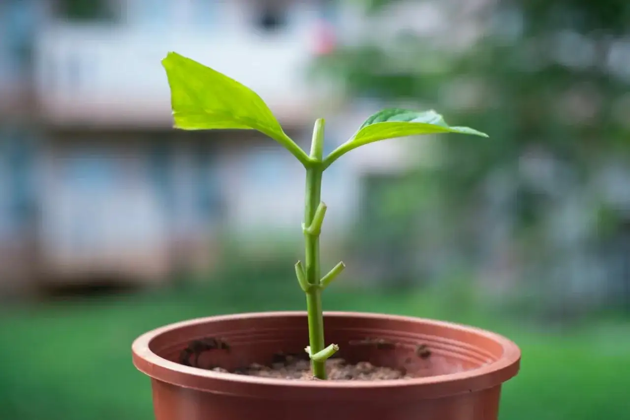 Un germoglio verde in vaso, pronto per imparare come fare una talea e dare vita a nuove piante.