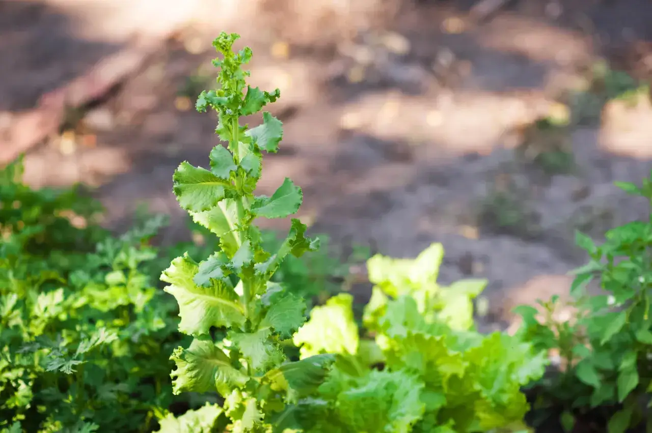 Un germoglio verde e rigoglioso, ideale per capire cosa piantare a maggio. Si intravedono altre verdure nel giardino.