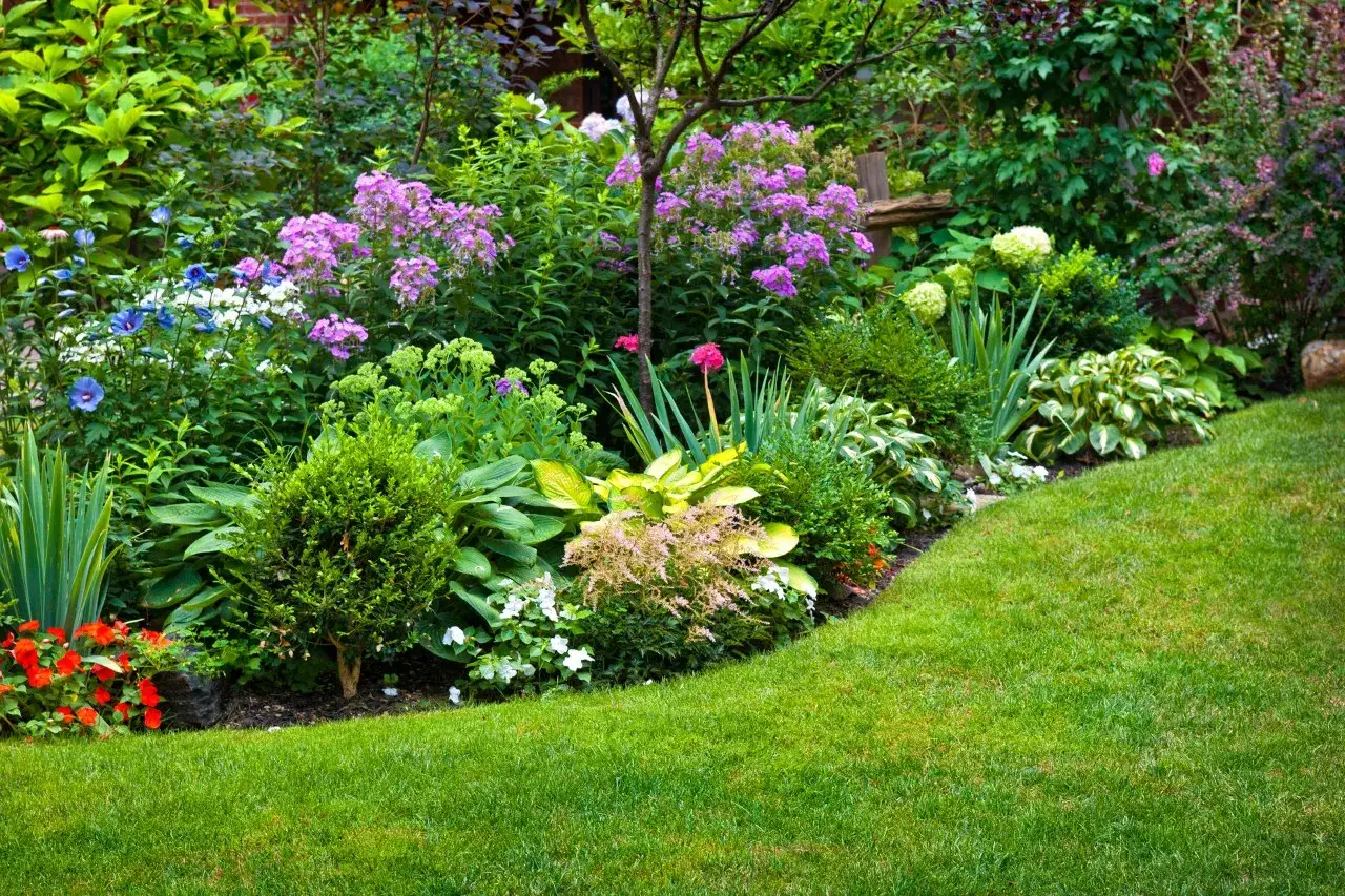 Un rigoglioso giardino mostra diversi tipi di fiori, tra cui phlox viola, begonie rosse e hosta variegata, con un prato verde curato.