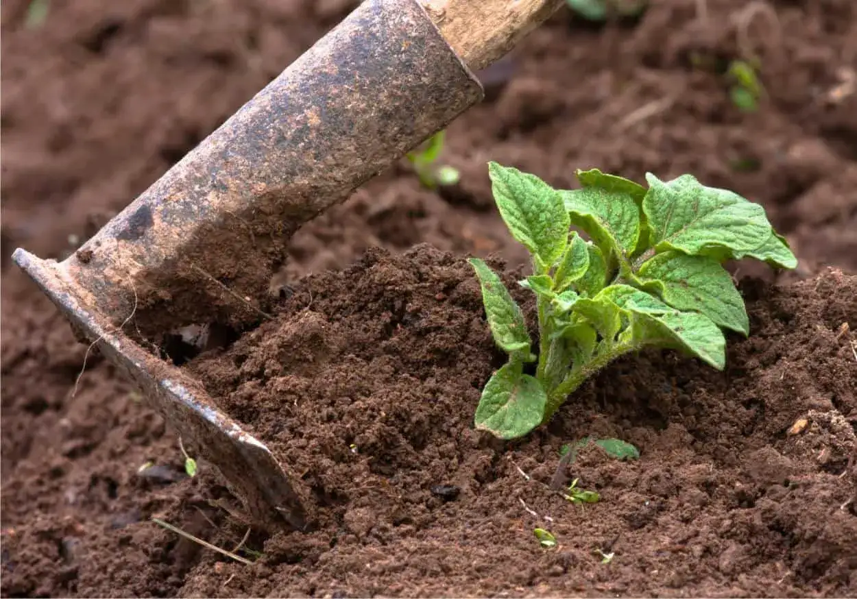 Un attrezzo da giardinaggio lavora il terreno per prepararlo a come piantare le patate, con una giovane piantina di patata che spunta dal suolo.