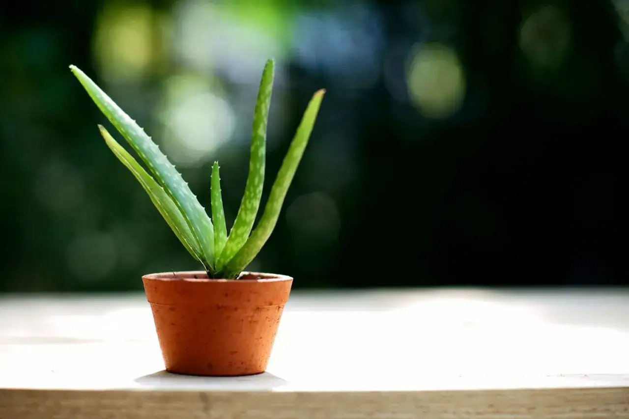 Pianta di aloe vera in vaso di terracotta, simbolo di aloe vera cura e benessere naturale.