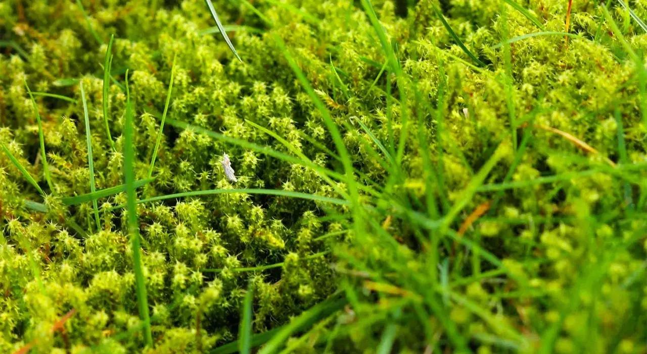Prato verde e rigoglioso, con un po' di muschio che suggerisce come togliere il muschio dal prato.
