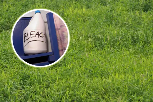 Sale come diserbante - Funziona? I rischi per il tuo giardino