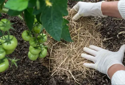 Pacciamatura con paglia nell'orto - Funziona davvero?