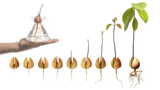 Avocado da seme - Guida completa per farlo germinare e crescere