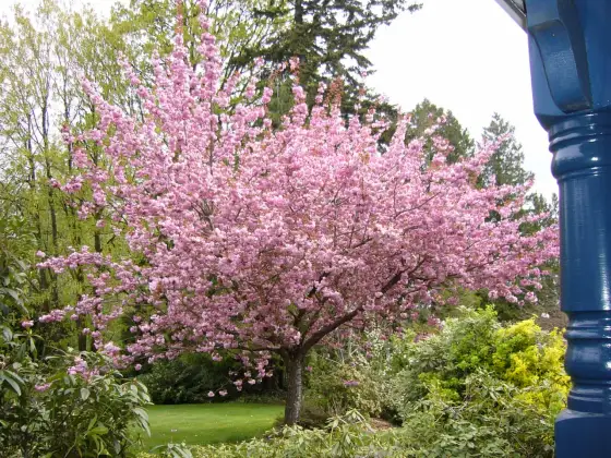 Alberi da Fiore - Scegli le Specie Giuste per il Tuo Giardino