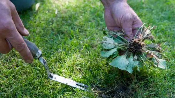 Mani che estraggono una grossa erba infestante con radici, usando un attrezzo da giardinaggio. Il segreto per come eliminare l'erba per sempre.
