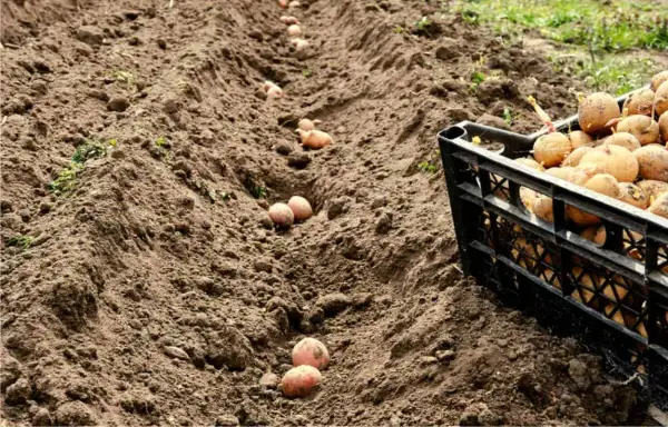 Filari di patate pronte per essere interrate. Una cassetta piena di patate attende il suo turno per iniziare il processo di come piantare le patate.