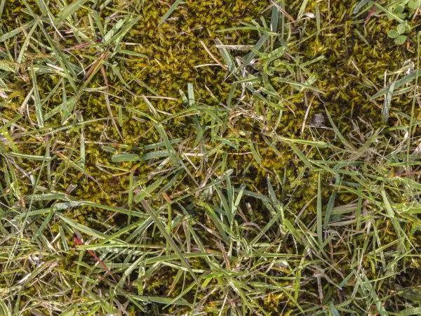 Erba con muschio verde e gocce di rugiada. Impara come togliere il muschio dal prato per un giardino rigoglioso.