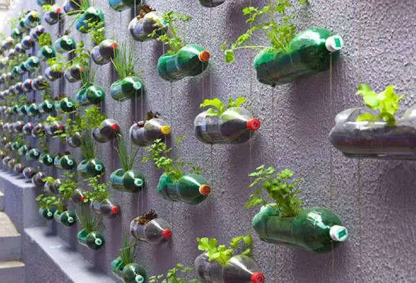 Un muro verde creato con il riciclo di bottiglie di plastica, che ospitano piccole piante e erbe aromatiche.