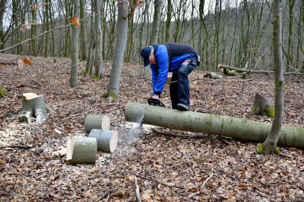 Uomo con motosega dimostra come tagliare un albero caduto nel bosco. Segatura vola mentre taglia un tronco.