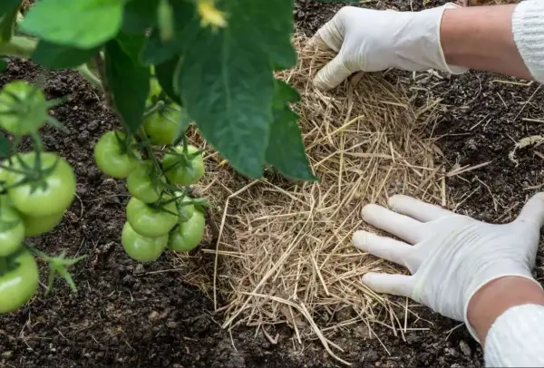 Mani guantate aggiungono paglia attorno a una pianta di pomodoro. La pacciamatura con paglia pro e contro: mantiene l'umidità e controlla le erbacce.