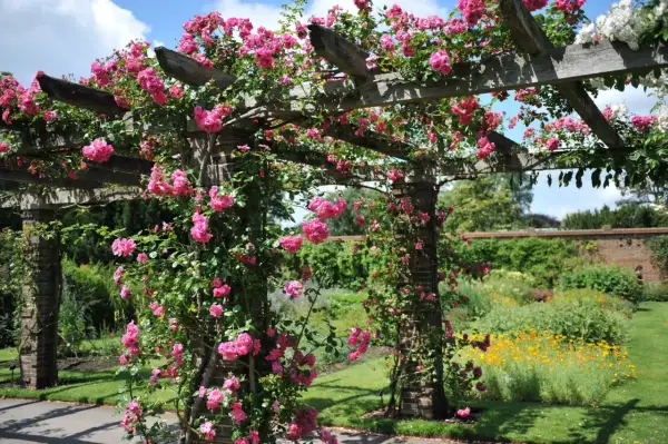 Pink roses climbing over a wooden pergola in a lush garden with a brick wall and flower beds.