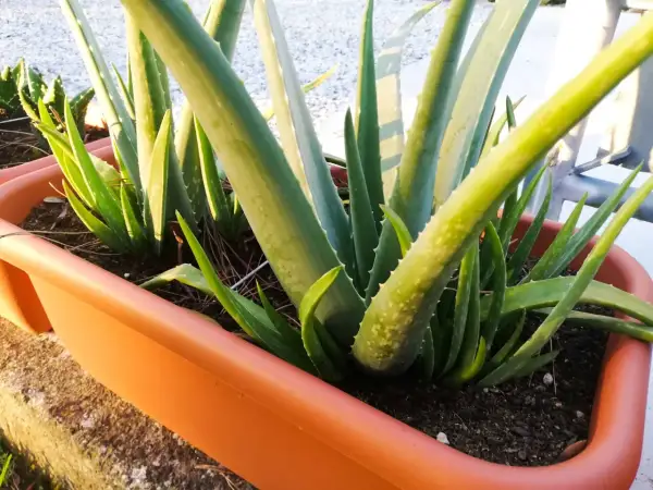 Piante di aloe vera in un vaso arancione, pronte per la loro aloe vera cura. Le foglie carnose e verdi sono piene di potenziale.