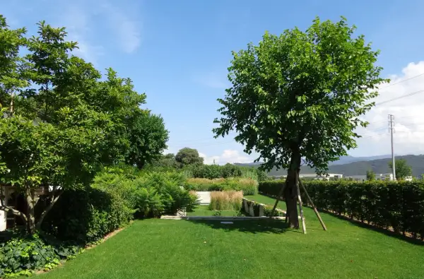 Un giardino curato con prato verde, siepi e alberi ornamentali da giardino che creano un'oasi di pace.