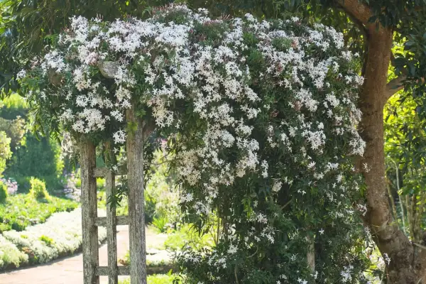 Gelsomino in fiore su un pergolato di legno. Il momento ideale per piantare gelsomino è la primavera, per godere della sua fragranza estiva.